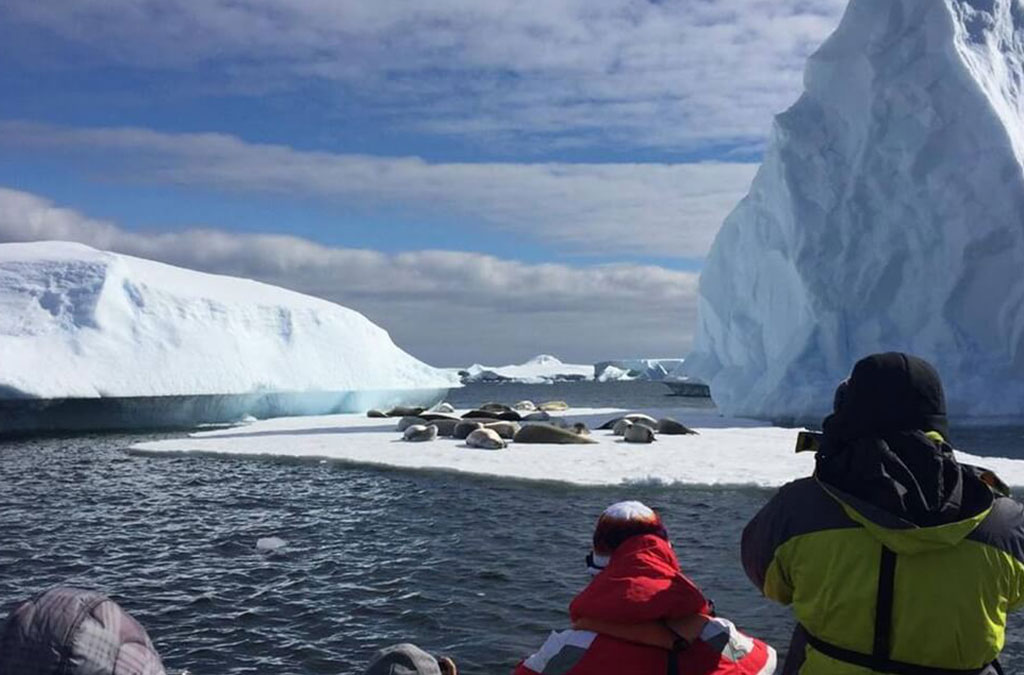 de sphoques sur un iceberg sont photographiés par les passagers à bord du bateau