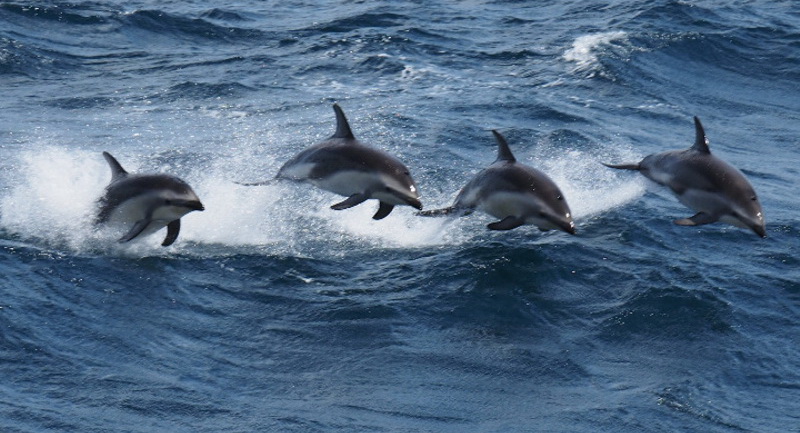 Dauphins