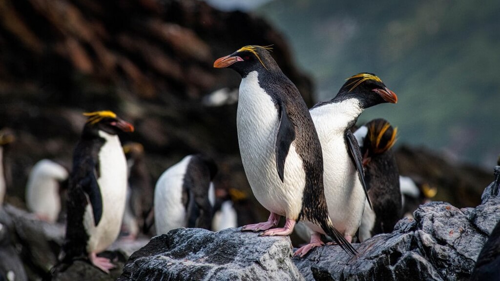 des gorfous doré debout sur les rochers