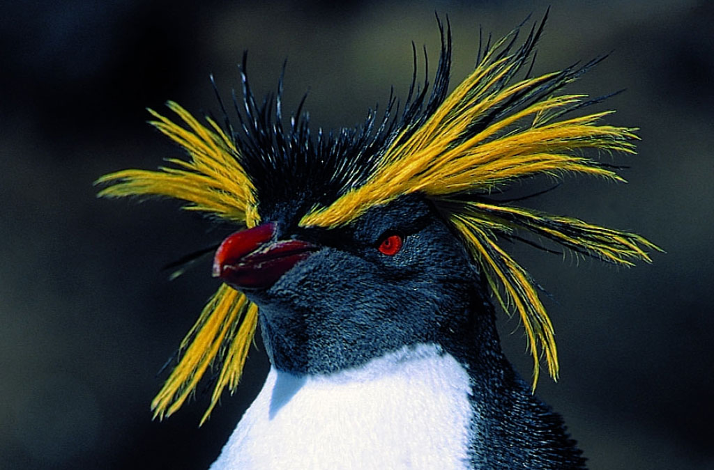 portrait de gorfou sauteur de trois-quart