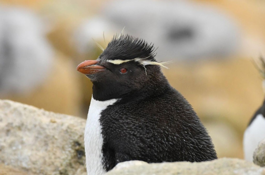 portrait de gorfou sauteur de profil