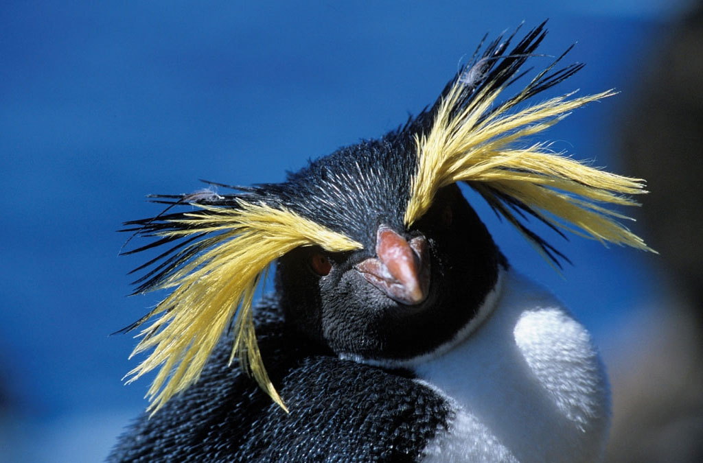portrait de gorfou sauteur de face