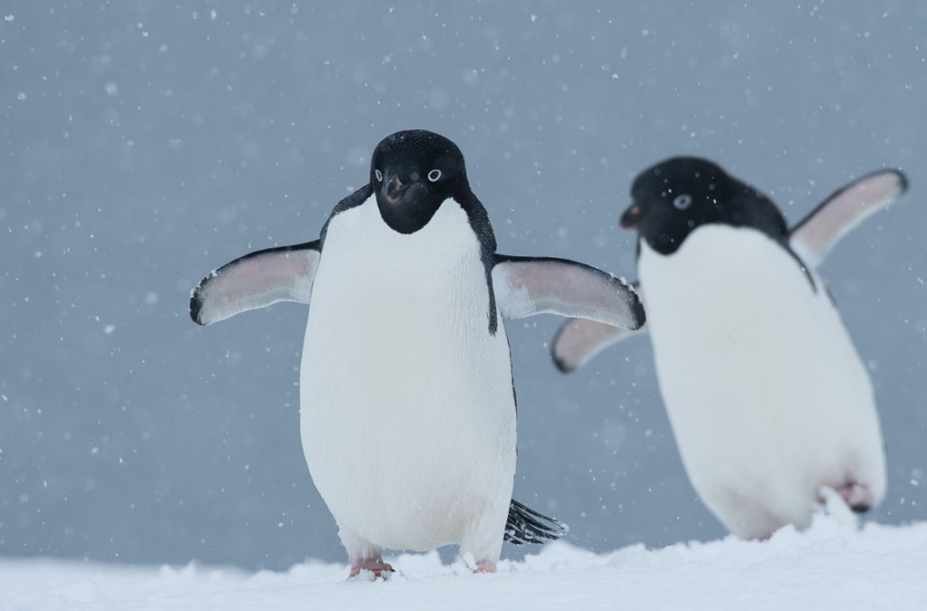 deux manchots aléie qui marchent dans la neige