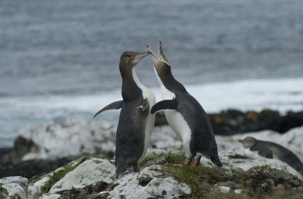 deu xmanchots natipode jouent à se donner des coups de bec sur les rochers devant la plage