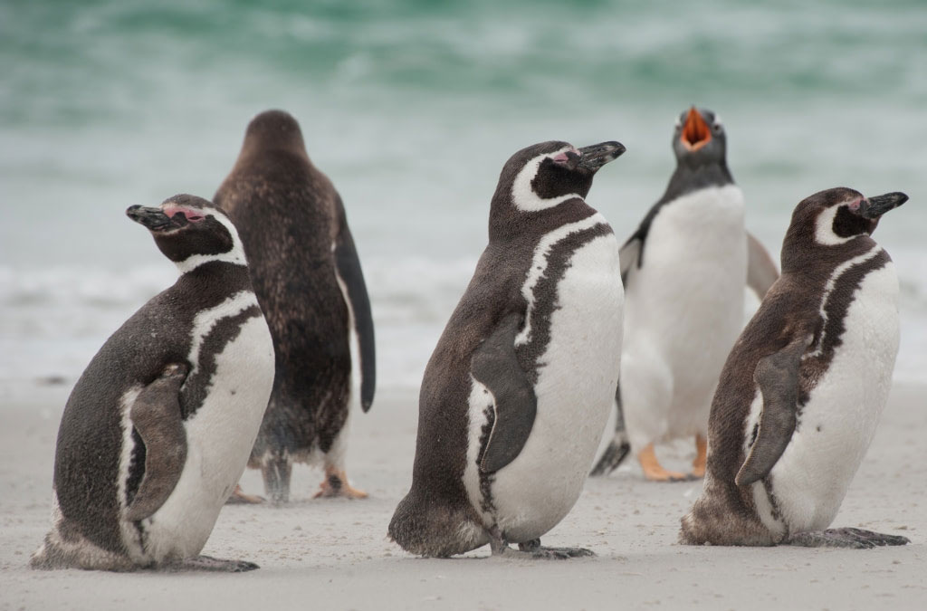 des manchots de magellan sur la plage au bord de l'eau