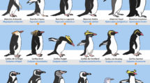manchots de l'Antarctique