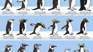 manchots de l'Antarctique