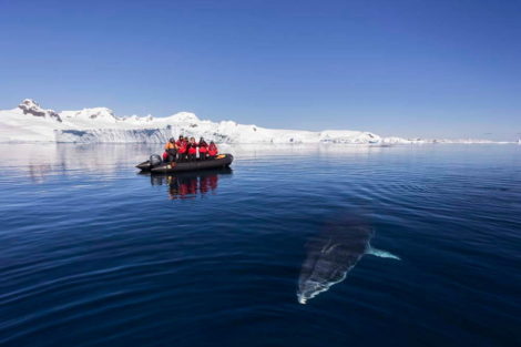 zodiac antarctique