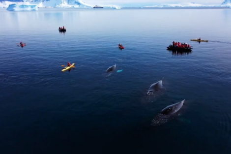 zodiac antarctique