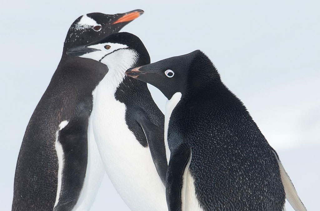 3 espèces de manchots différentes sur l amême photo : adelie jugulaire et papou