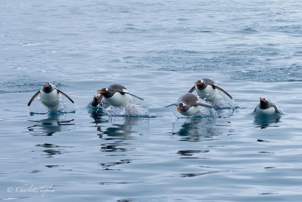 des manchots papou bondissent hors de l'eau en nageant