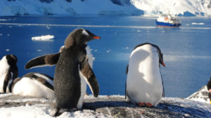 antarctique