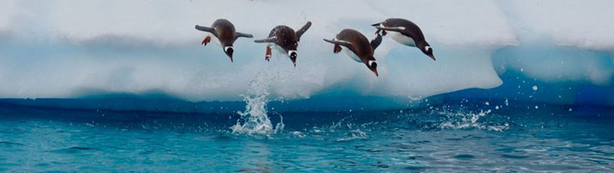 4 manchots se jettent à l'eau depuis un iceberg