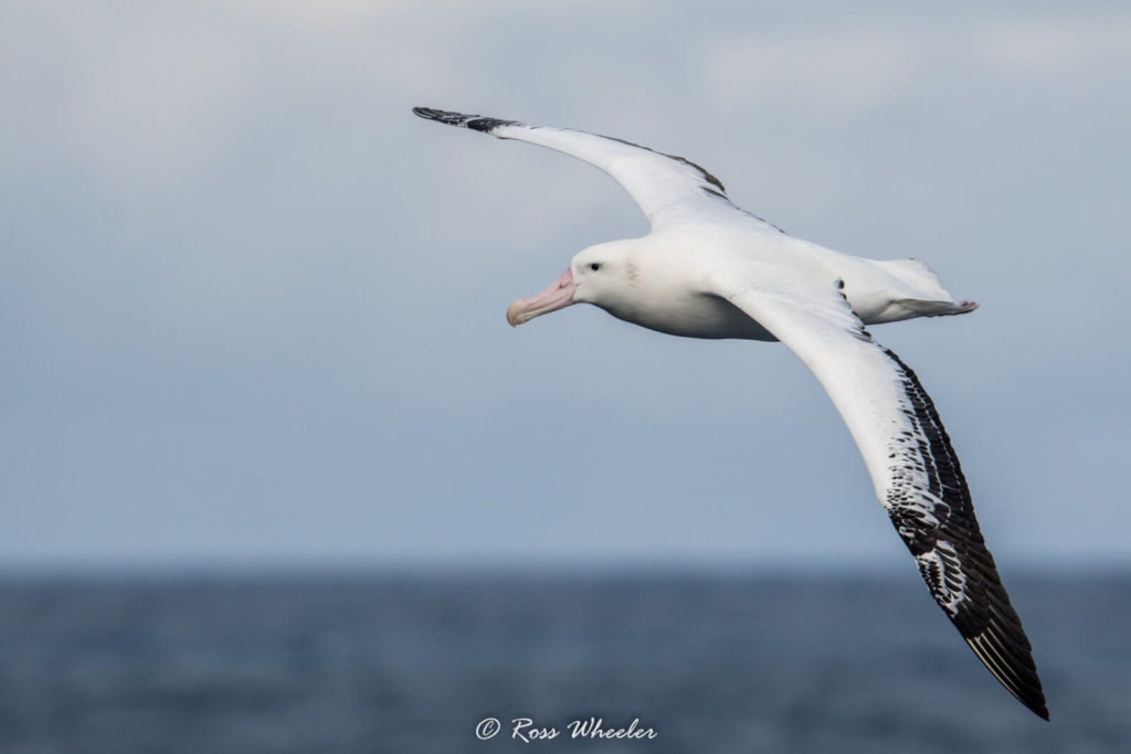 albatros