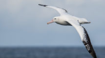 albatros