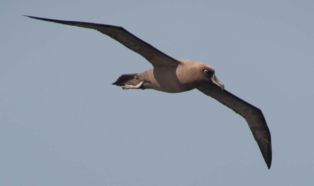 albatros brun