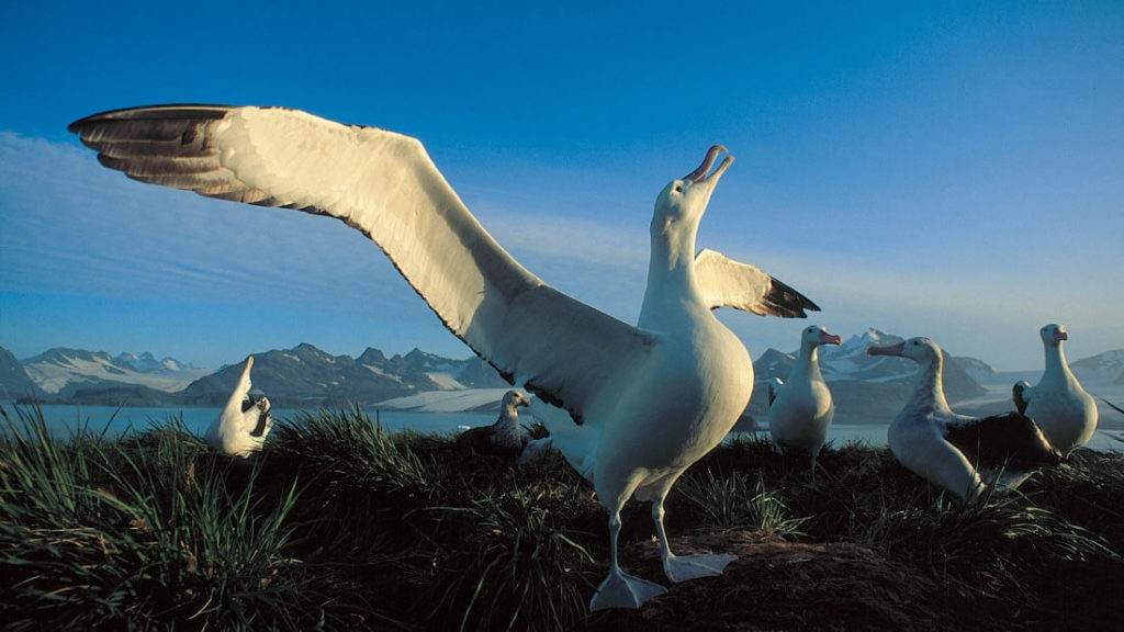 albatros hurleur