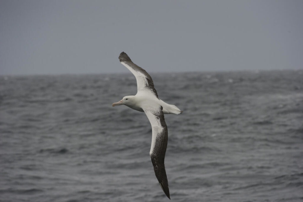 albatros royal