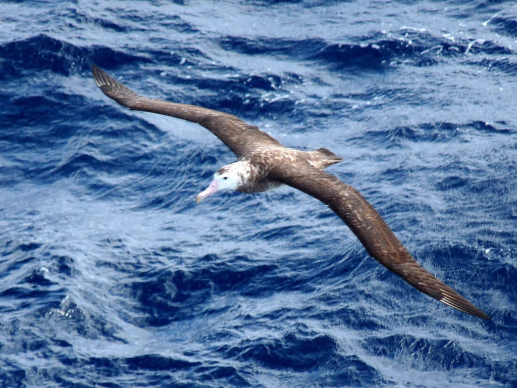 albatros tristan Cunha