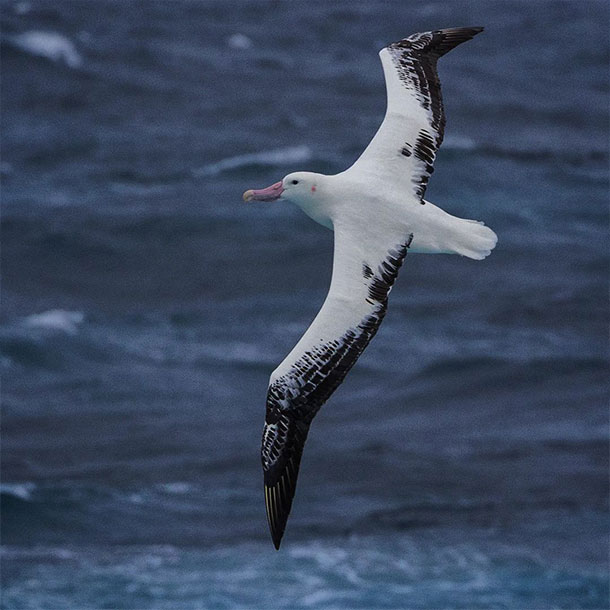 un albatros hurleur planant au dessus des vagues