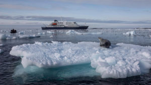 Antarctique elephant weddel