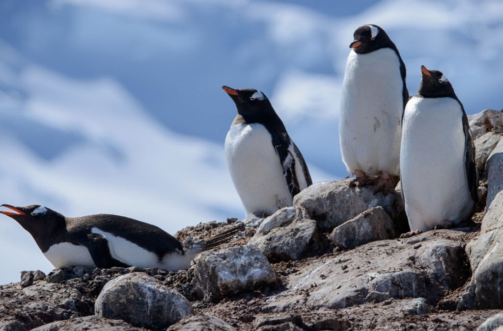 4 manchots papous sur un rocher