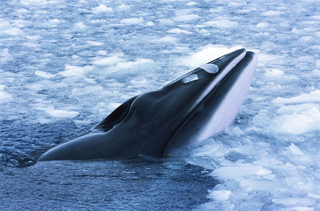 une baleine sort son nez de la glace