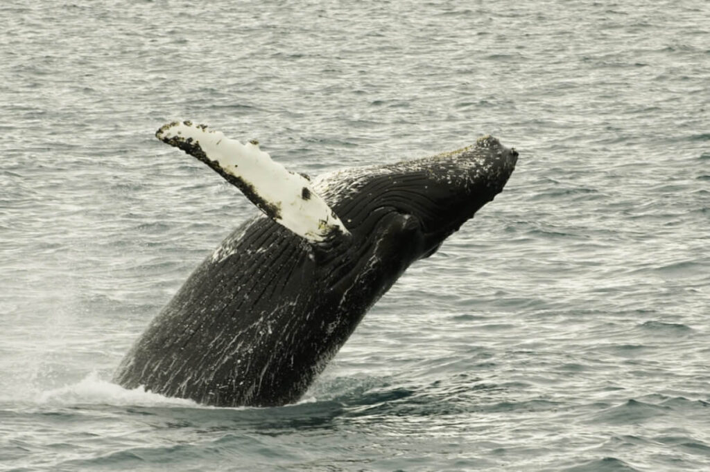 Baleine à bosse qui saute hors de l'eau