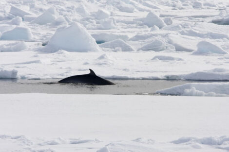 baleine de minke