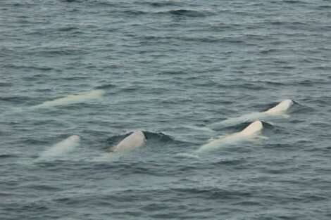 beluga