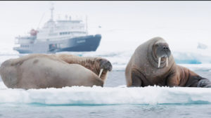 faune svalbard