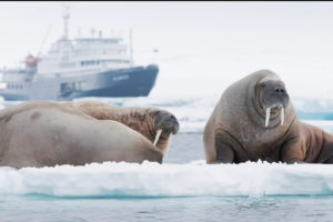 faune svalbard