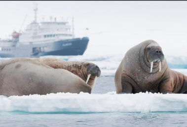faune svalbard
