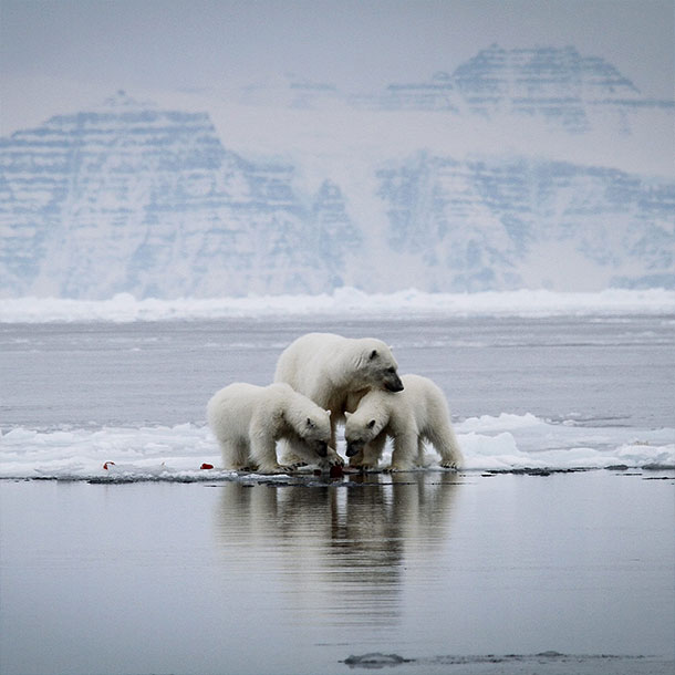 3 oursons sur un iceberg au Svalbard