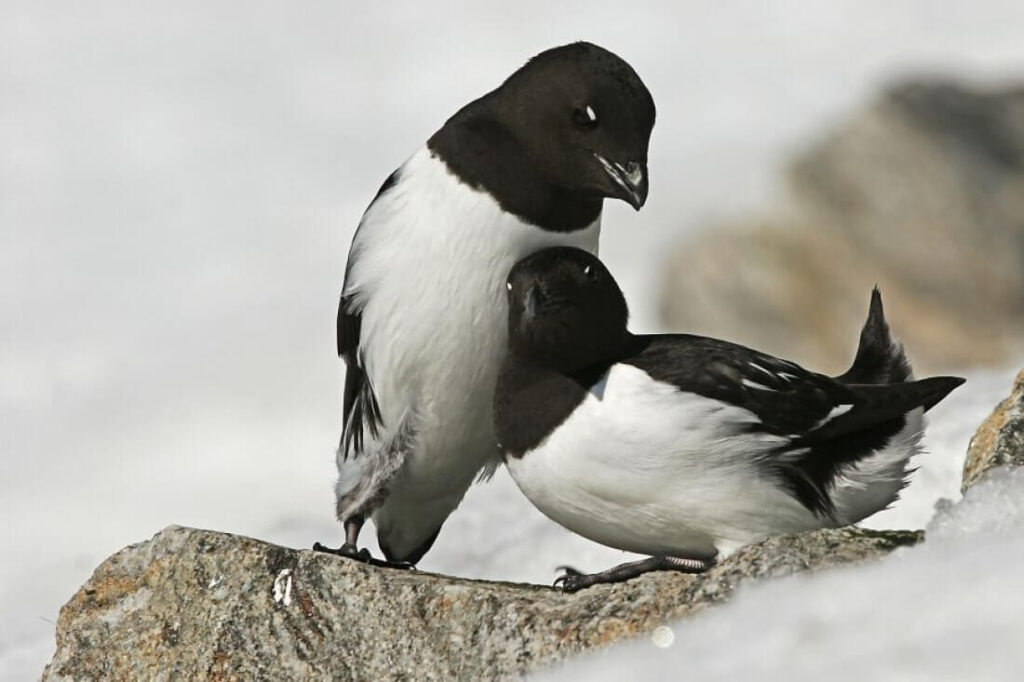 un couple de Mergule nain se frottent entre eux