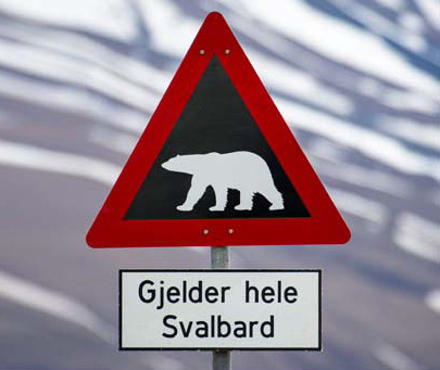 ours polaire svalbard