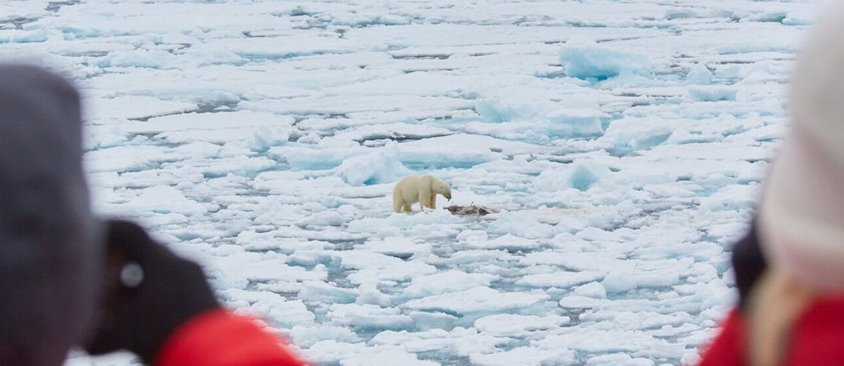 un ours polaire dévore sa proie sous l'oeil des voyageurs