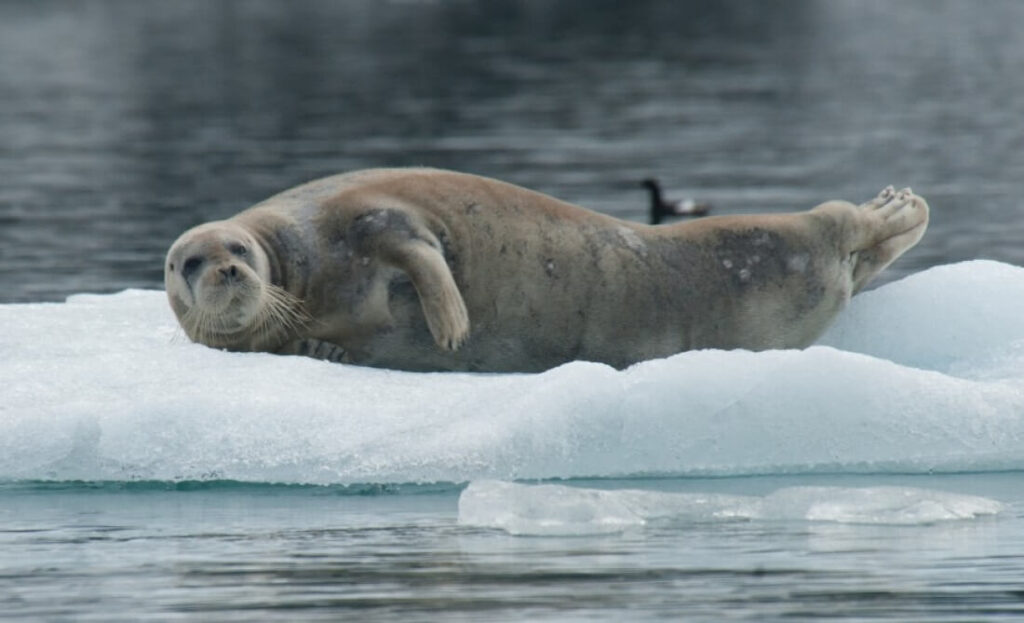un phoque barbu allongé sur la glace regarde vers le photographe