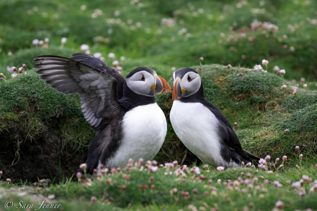 un couple de Puffin posé dans l'herbe se regardent