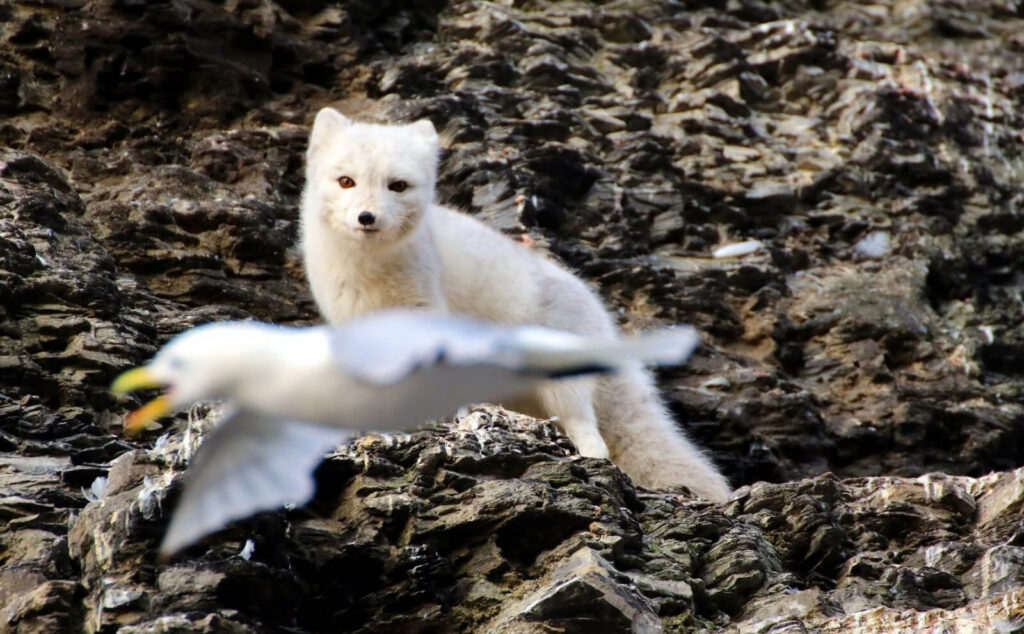 un renard arctique regarde un goeland