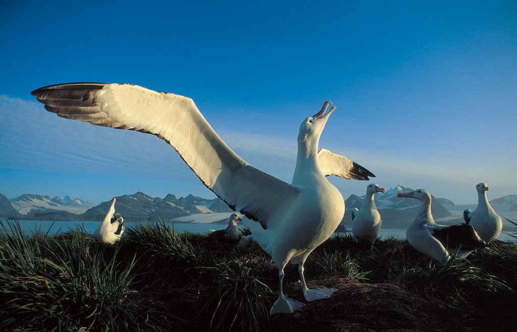Albatros hurleur les ailes déployés