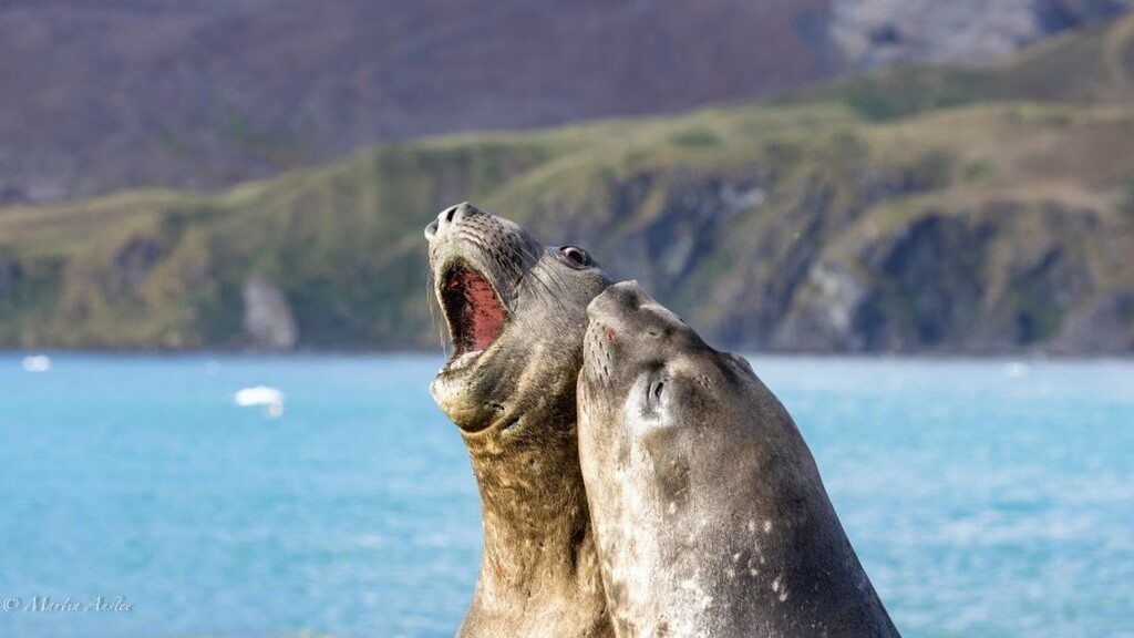 elephants de mer qui s'amusent