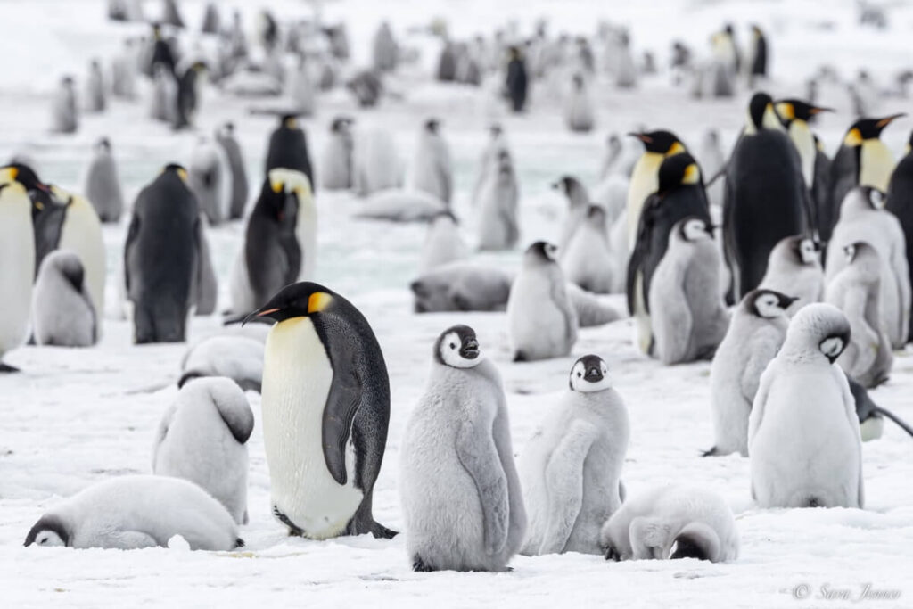 manchot Empereur avec les oisillons sur snow Hill