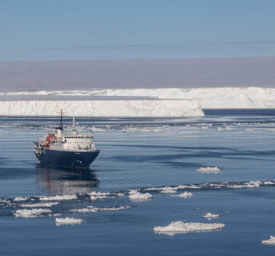 ortelius plateforme larsen