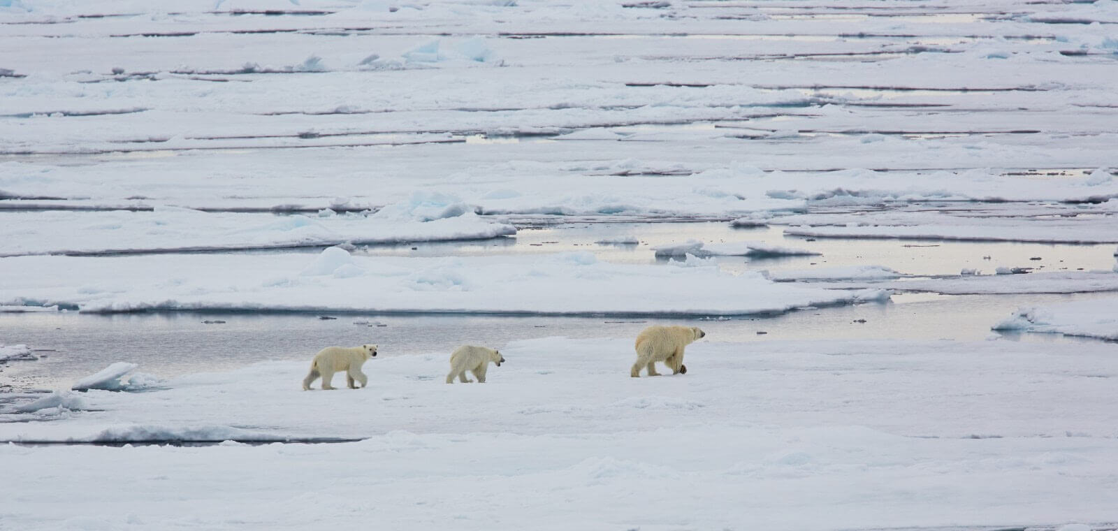 Une maman ours et ses 2 oursons marchent sur la banquise
