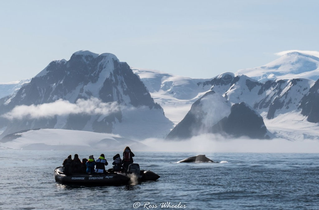 un zodiac suit une baleine à bosse avec les montagnes de l'ile Petermùann en arrière plan