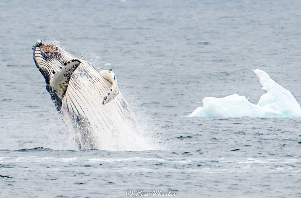une baleine à bosse saute hors de l'eau