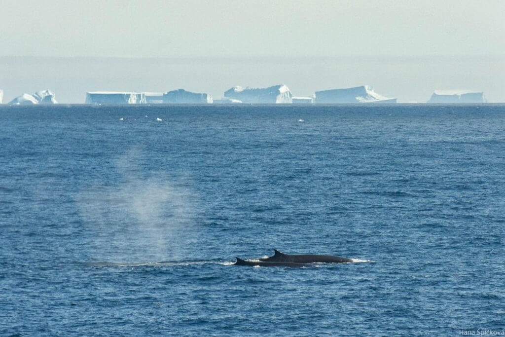 souffle de baleine