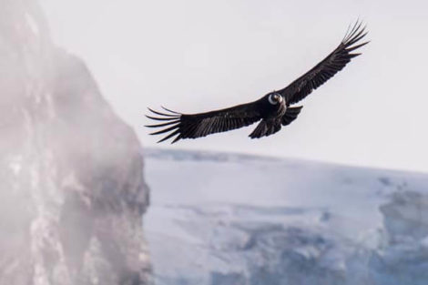condor