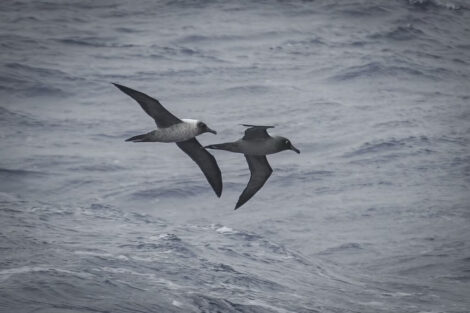 albatros fuligineux passage de drake